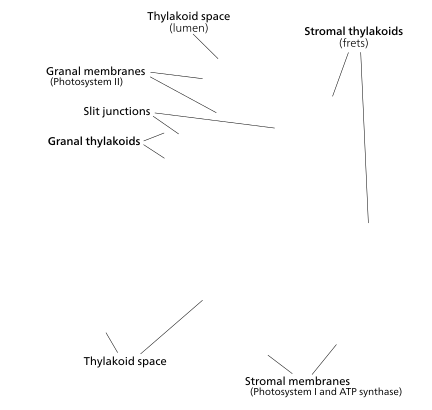 The prevailing model for granal structure.