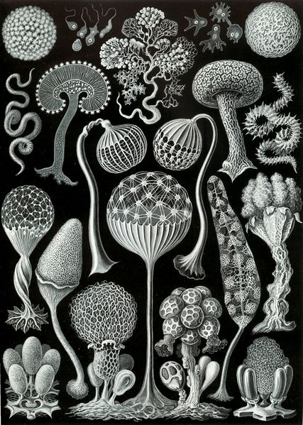 ملف:Haeckel Mycetozoa.jpg