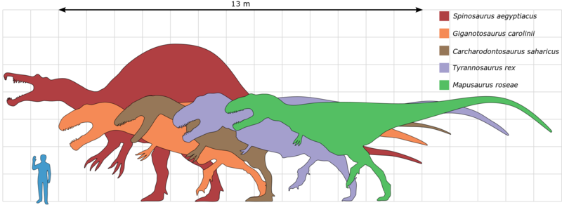 ملف:Largesttheropods 2.svg