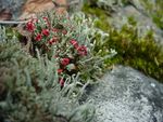 Cladonia cf. cristatella, a lichen commonly referred to as 'British Soldiers'. Notice the red tips.