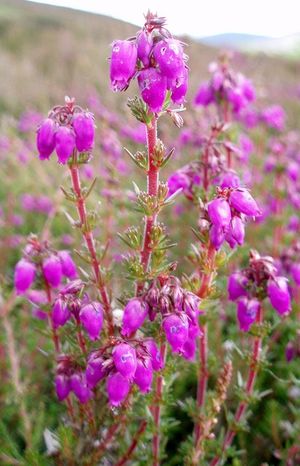 Bell Heather - geograph.org.uk - 493968.jpg