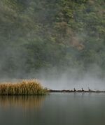Birds at a forested lake