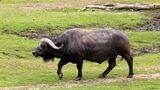 2011-07-13 Afrikansk bøffel.jpg