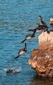 Composite image of the bird jumping into the sea in Malinska, Croatia