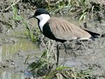 Spur-winged Lapwing (Vanellus spinosus) (17646260884).jpg
