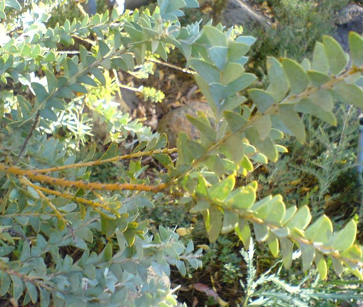 ملف:Acacia cultriformis leaves.jpg