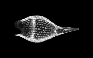 Also like diatoms, radiolarian shells are usually made of silicate