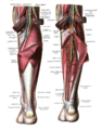 Tendon of Plantaris is labeled under the gastrocnemius (left), and folded away (right).