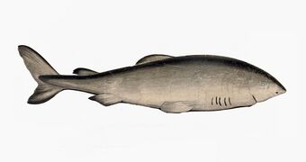 The Greenland shark lives longer than any other vertebrate.