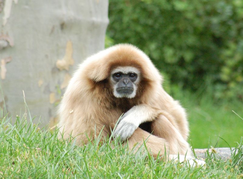 ملف:White-handed Gibbon Hylobates lar Orange 1900px.jpg
