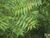 (Curetis thetis) Indian Sunbeam on a neem tree along Eastern Ghats 04.JPG