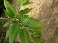 Castanea crenata foliage
