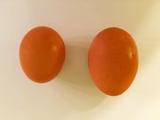 مقارنة بين البيضة بصفار والبيضة بصفارين - مغلقة