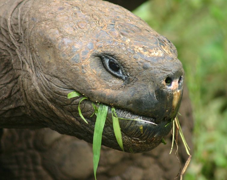 ملف:Galápagos tortoise Santa Cruz.jpg