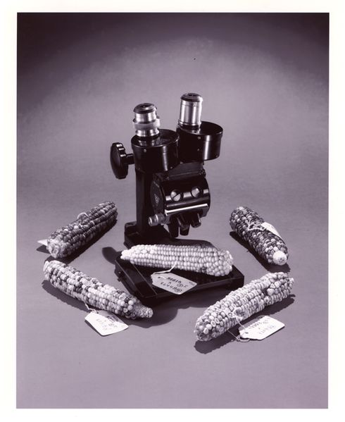 ملف:Corn and microscope.jpg