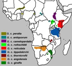 Giraffa camelopardalis subspecies map.jpg