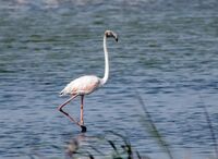 Greater flamingo sub adult (1).jpg