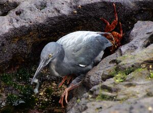 Lava heron, grey with a long bill and red feet and with small fish in bill amongst grey rocks