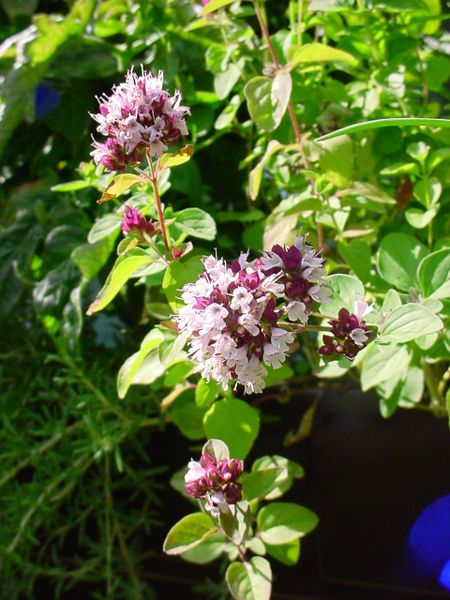 ملف:ChristianBauer flowering oregano.jpg