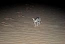 Desert fox (Vulpes rueppellii).jpg