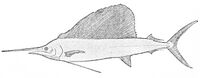 PSM V26 D359 The american sailfish istiophorus americanus.jpg