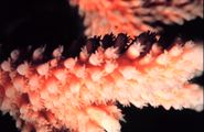 Staghorn coral, Acropora