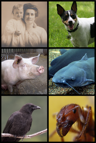 ملف:Omnivore Examples.png