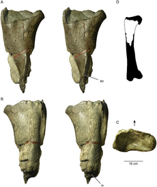 Proximal femur of a large theropod dinosaur from Washington State.png