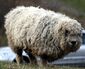 Sheep, London Wetland Centre.jpg