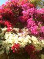 Three colors of bougainvillea adorn a fence in Los Angeles