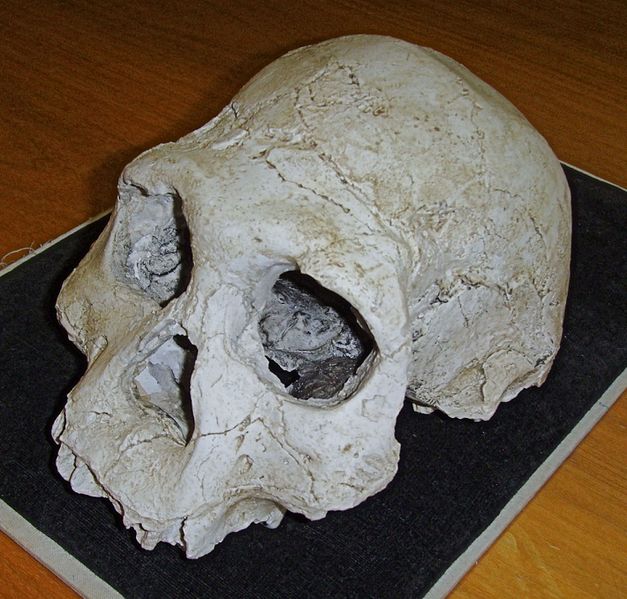 ملف:Dmanisi cranium D2700 (B).jpg