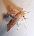 A moth