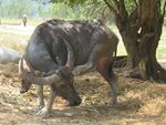 Tier Wasserbüffel den es juckt Kambodscha.JPG