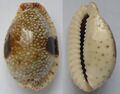 Shell of marine cowry snail – Cypraea nebrites