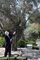 الرئيس الإسرائيلي رئوڤن رڤلين في موسم قطف الزيتون السنوي في حديقة بيت هانسيء، تشرين الثاني 2020