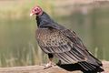 Turkey Vulture Closeup.jpg