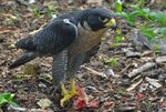 Falco peregrinus-Nova Scotia Canada-eating-face right.jpg