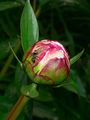 Ant attracted to peony bud nectar