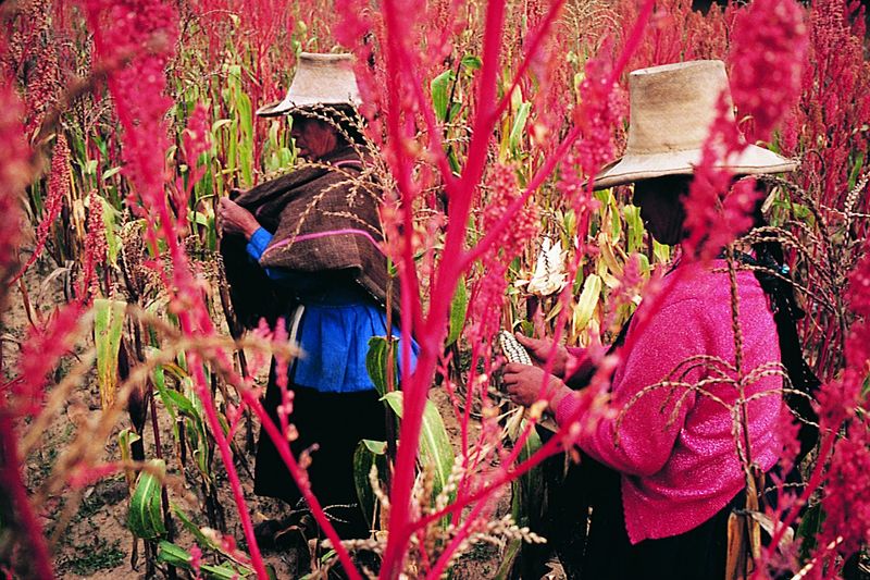 ملف:حصاد الكينوا في بيرو.jpg