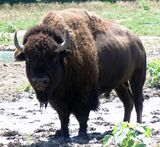 Bison Bull in Nebraska.jpg