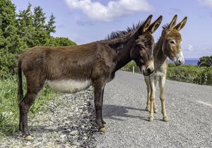 Cyprus donkeys, Karpaz, Northern Cyprus.jpg