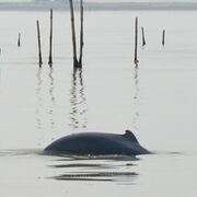 Irrawaddy dolphins can be found in Chilika