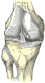 مفصل الركبة اليمنى من الأمام وتظهر الأربطة الداخلية