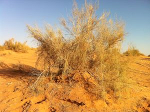 Haloxylon persicum.JPG