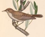 Hippolais olivetorum 1849.jpg