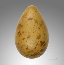 Egg, Muséum de Toulouse