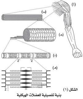 بنية تفصيلية للعضلات الهيكلية.jpg