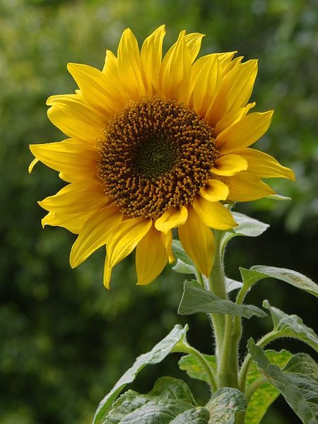 ملف:A sunflower.jpg