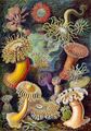 Sea anemones from Ernst Haeckel's Kunstformen der Natur (Artforms of Nature), 1904.