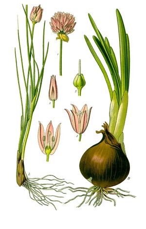 Illustration Allium schoenoprasum0 clean.jpg